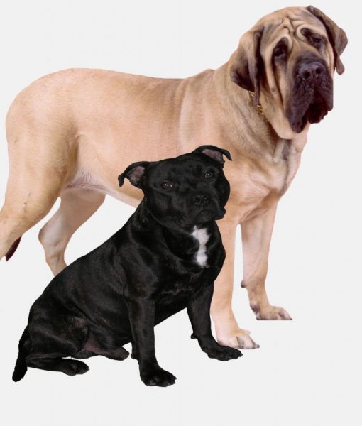 Bull Terrier/Mastiff