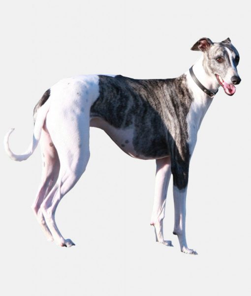 Hounds